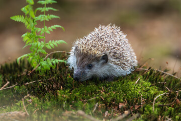 Hedgehog in Natural Habitat on Tree Stump. Hedgehog on a Log in Natural Setting.Hedgehog on a Mossy Stump in the Forest.  © Rudolf