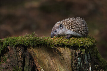 Hedgehog in Natural Habitat on Tree Stump. Hedgehog on a Log in Natural Setting.Hedgehog on a Mossy Stump in the Forest.  © Rudolf
