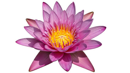 Fototapeta premium Beautiful pink water lily flower illustration isolated on transparent background