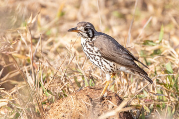 Groundscraper Thrush (Psophocichla litsitsirupa pauciguttatus) foraging on ground Mpumalanga, South Africa