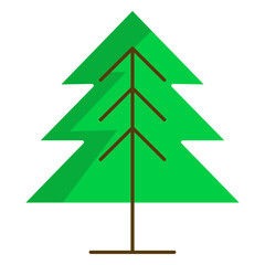 Fototapeta premium Pine tree forest