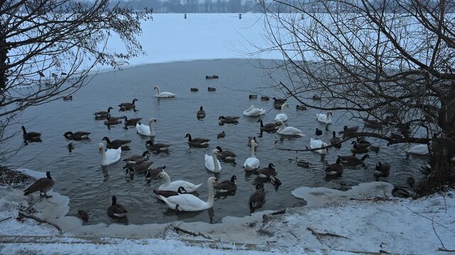 Smooth tilt-down of migratory birds on an icy river. Dark water and white ice contrast for winter ecology, climate change, and nature conservation.