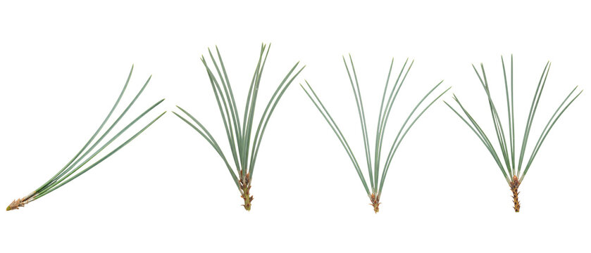 A set of four pine needle clusters isolated on a white background.