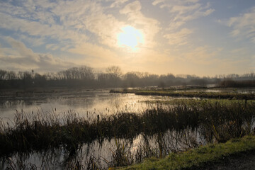 Obraz premium Flooded meadow with reed and forest under a sunny winter sky in Bourgoyen nature reserve on a sunny winter day with blue sky. Ghent, Flanders, Belgium 