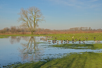  Flooded green meadow with bare tree reflecting in the water on a cloudy day in the wetlands of Bourgoyen nature reserve, Ghent, Flqnders, Belgium 