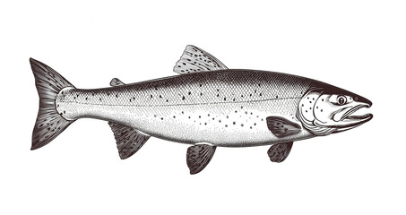 Obraz premium Fish sketch salmon trout. Vintage retro print, black white salmon trout fish sketch ink pencil style drawing, linear drawing, engrave old school. Sketch artwork salmon trout fish. Illustration