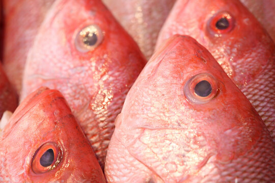 Red Snapper