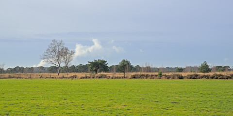 lush bgreen meadow with trees in the flemish countryside near Turnhout, Belgium