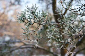 Frosted Pine Needles on a Winter Branch