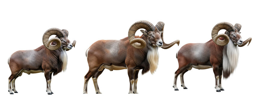 A set of three majestic mouflon rams with large curved horns standing isolated on a white background.