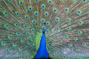 Obraz premium Peacock