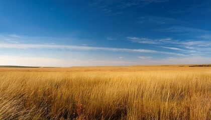 Obraz premium Vast Open Grassland Under A Brilliant Blue Sky Golden Native Grasses Stretch To The Distant Horizon On A Warm Expansive Summer Afternoon Bright Plains Blue