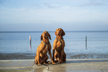 Portr&auml;t von zwei Magyar Vizsla an der Nordsee in Norddeich