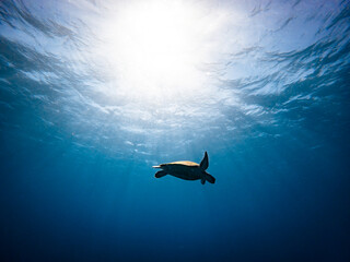 Green sea turtle (Chelonia mydas) in the Red Sea, Egypt