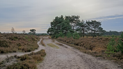 Fototapeta premium Hiking trail though field with spruce trees and yellow dry grass in Kalmthout heath nature reserve, Belgium 