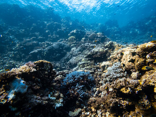 Fototapeta premium Coral reef underwater landscape in the Red Sea, Egypt