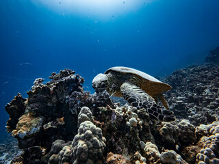 Fototapeta premium Green sea turtle (Chelonia mydas) in the Red Sea, Egypt