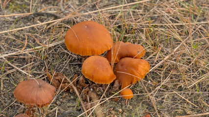 Orange peel mushrooms on the forest floor - Aleuria aurantia