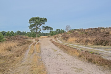 Hiking trail though field with spruce trees and yellow dry grass in Kalmthout heath nature reserve, Belgium 