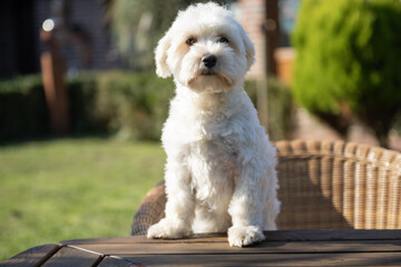Portr&auml;t eines Havaneser im sonnigen Garten