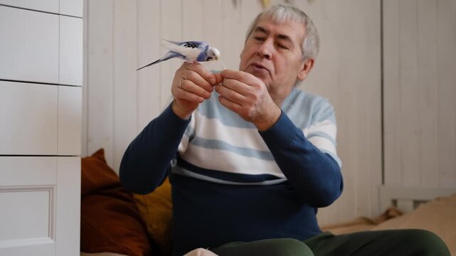 Budgerigar playing with senior man. Budgie. Funny blue purple parakeet sitting on old owner. Cute bird having fun with elderly male. Friendship, relationship with Pets. Cute domestic animals