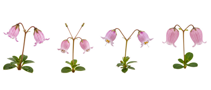 Collection of four delicate pink twinflower plants Linnaea borealis isolated on a white background.
