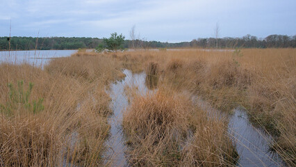 Peat lake with reed and trees in Kalmthout heath nature reserve, Flanders, Belgium 
