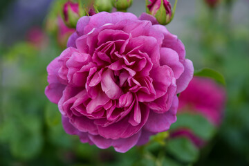 Obraz premium English shrub rose Princess Anne. Close-up toward the camera: a densely double, cup-shaped flower, pink in color, with bokeh.