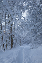 Obraz premium Enchanted snowy forest path in tranquil Norwegian nature
