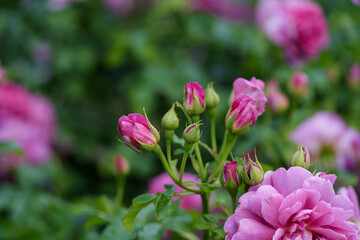 Pink rose flower with several unopened buds. Green leaves covered with water droplets after rain. Close-up, bokeh background, copy space.