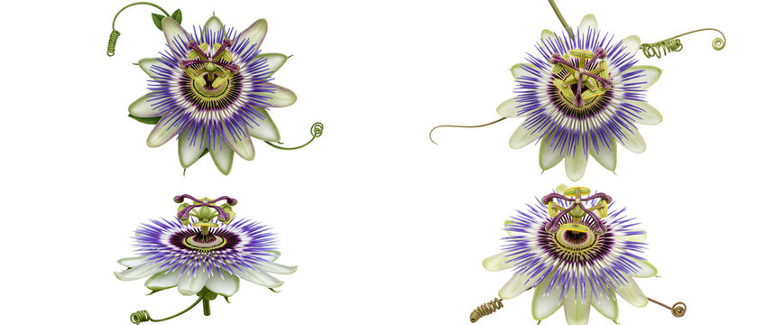 Collection of four exotic purple passion flowers isolated on a white background.