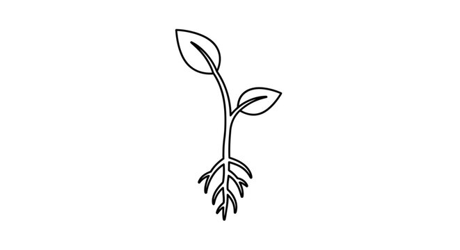 Minimalist Hand-Drawn Plant Illustration with Simple Roots and Leaves