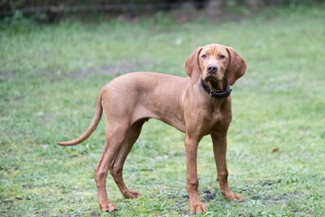 Portr&auml;t eines Magyar Vizsla auf der Wiese