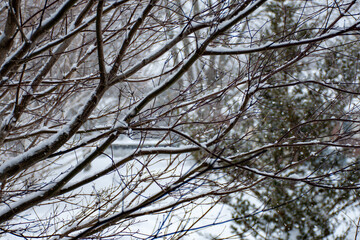 Snow-Dusted Tree Branches Against Winter Sky