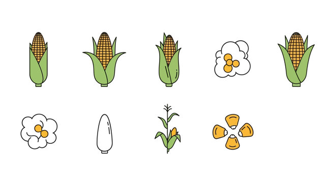 Scientific Illustration of Corn Development Stages with Flowers and Seeds