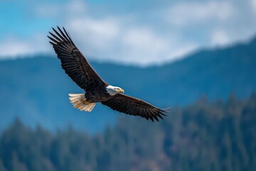 Obraz premium Dramatic wildlife portrait: eagle in mid-flight with extended wings