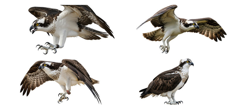 Collection of four osprey birds of prey in different poses isolated on a white background.