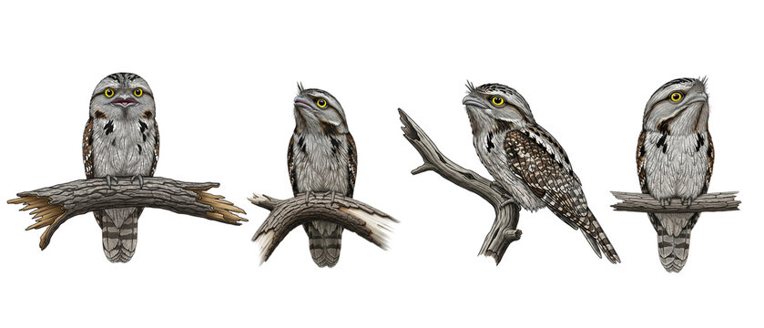 Collection of four realistic Potoo bird illustrations perched on branches isolated on a white background.