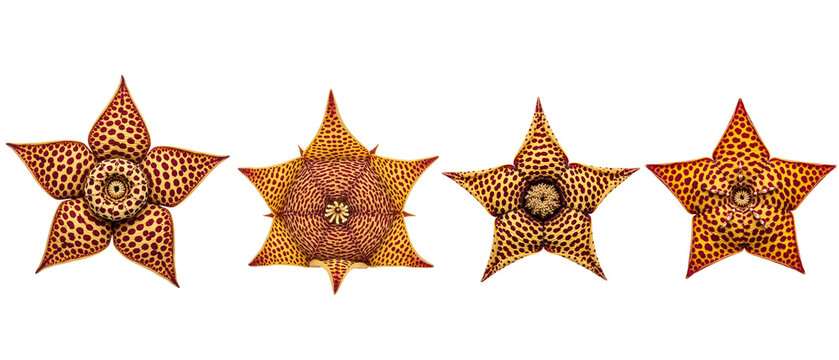 Collection of four starshaped Orbea variegata succulent flowers isolated on a white background.