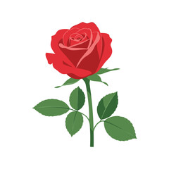 Naklejka premium Vibrant red rose with lush green leaves on white background