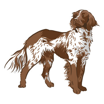 Munsterlander illustration