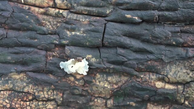 White Jelly fungus, Tremella fuciformis, snow fungus, Silver ear fungus growing on dead tree trunk. Howrah, West Bengal, India.