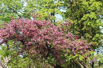 The tree blooms with pink flowers. Blossoming of an ornamental apple tree in spring. Blossoming of an apple tree in the park. Bright pink flowers of an ornamental apple tree