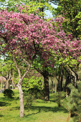 The tree blooms with pink flowers. Blossoming of an ornamental apple tree in spring. Blossoming of an apple tree in the park. Bright pink flowers of an ornamental apple tree