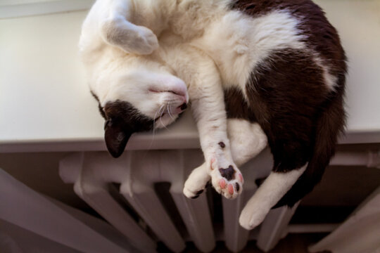 Sleeping Tuxedo Cat Resting On Cast Iron Radiator