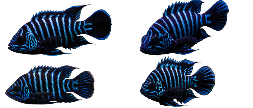 Four beautiful Demasoni cichlid fish with blue and white stripes isolated on a white background.