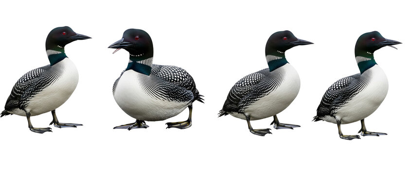 Four Common Loons in breeding plumage standing in a row isolated on a white background.