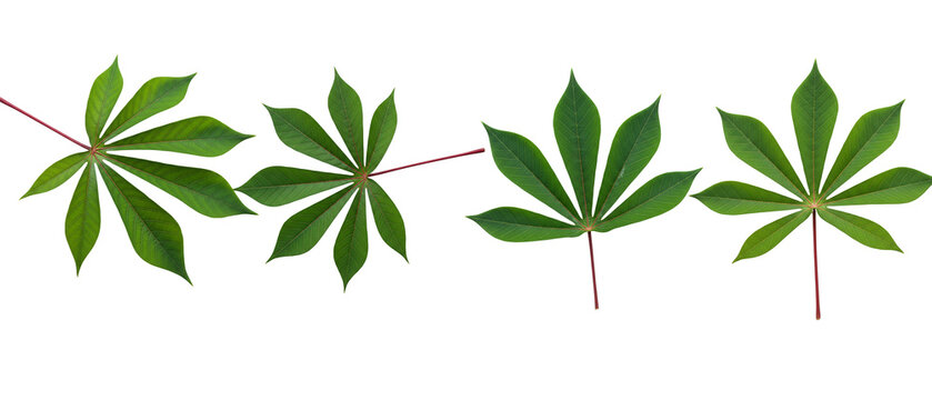 Four fresh green cassava leaves arranged in a horizontal row on a white background.