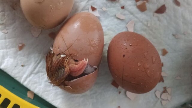 Newly hatched chick is breaking out of its egg with broken shell pieces nearby on farm