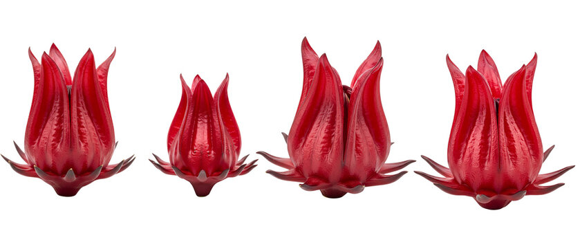 Four fresh red roselle hibiscus flowers isolated on a white background.